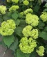 FlowerFull Smooth Hydrangea Shrub