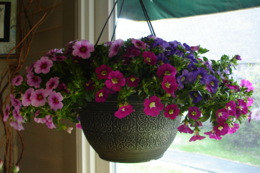 Flowering Annual Outdoor Hanging Basket in Enfield, NH | SAFFLOWERS Flowering Annual Outdoor Hanging Basket in Enfield, NH | SAFFLOWERS