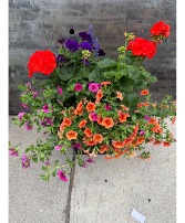 Flowering annuals outdoor annual plants