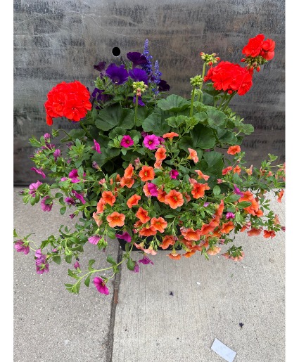 Flowering annuals outdoor annual plants
