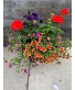 Flowering annuals outdoor annual plants