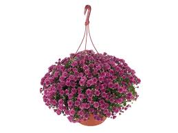 Flowering Chrysanthemum Hanging Basket Hanging Basket