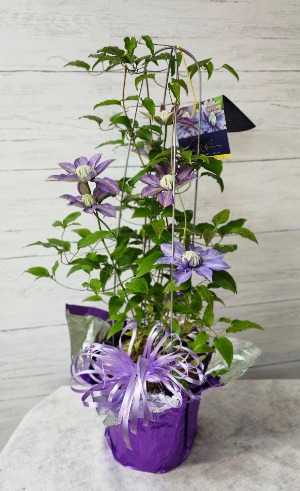 FLOWERING CLEMETIS GREENHOUSE GEM