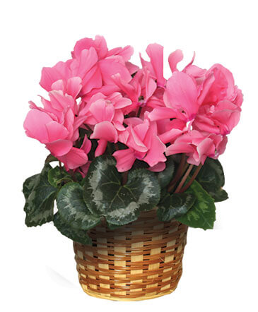 FLOWERING CYCLAMEN Blooming Plant in Fitchburg, MA | CAULEY'S FLORIST & GARDEN CENTER