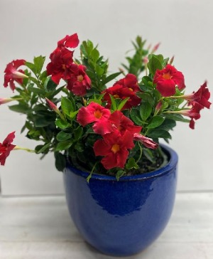 Flowering PLANT Dipladenia in decorative pot 