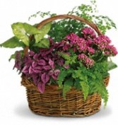 Flowering Dish Garden Plant