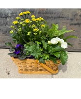 Flowering European basket Assorted plants
