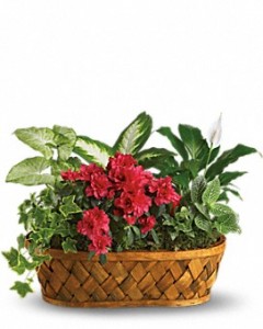 Flowering European Garden