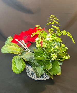 Flowering Festive Planter  Planter 