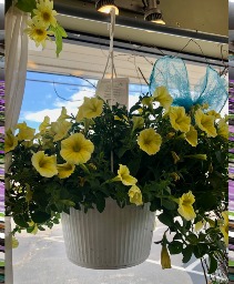 FLOWERING  HANGERS 