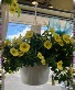 FLOWERING  HANGERS 