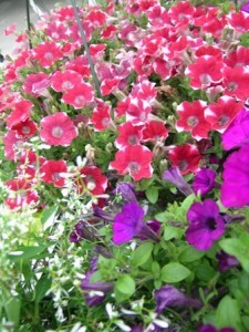 Hanging Basket of Annuals Flowering Annuals Container