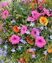 Flowering Hanging Basket **Annuals available after May 2nd
