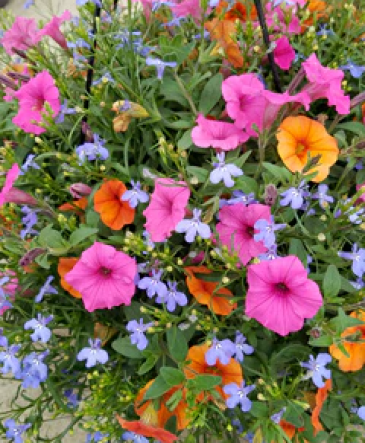 Flowering Hanging Basket **Annuals available after May 2nd in Osceola, WI | The Wild Violette