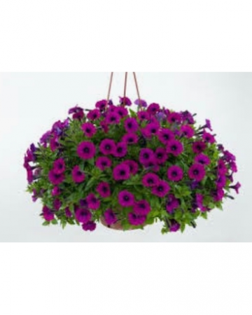 Flowering Hanging Basket  Outdoor 
