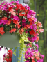 Flowering Hanging Basket  Outdoor 