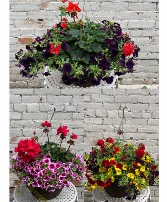 Flowering Hanging Basket Planter, Hanging Basket