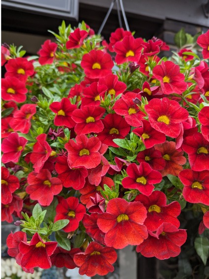 Flowering Hanging Baskets Outdoor Plants