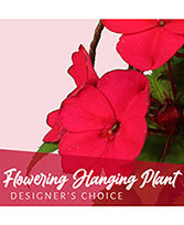 Flowering Hanging Plant Designer's Choice