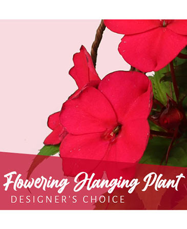 Flowering Hanging Plant Designer's Choice in Albany, NY | Ambiance Florals & Events