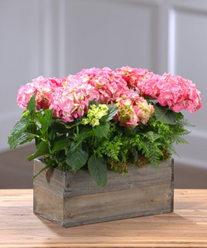FLOWERING HYDRANGEA GARDEN 