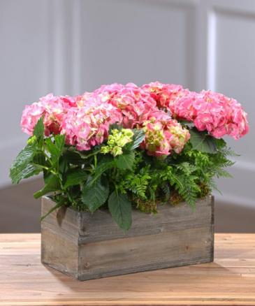FLOWERING HYDRANGEA GARDEN