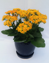 Flowering Kalanchoe Blooming House Plant