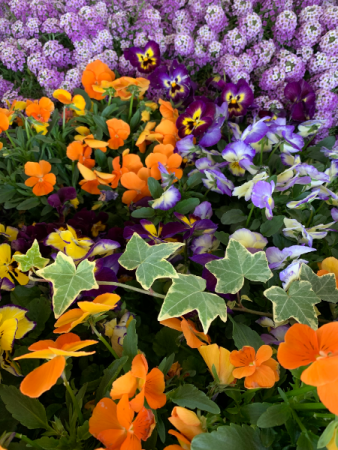 Flowering Outdoor Plants & Baskets  in Northport, NY | Hengstenberg's Florist