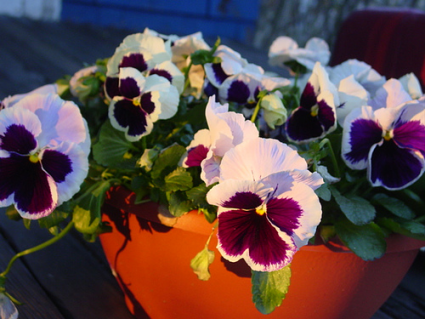 Flowering Pansy Bowl