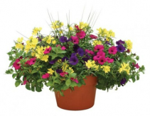 Flowering Patio Pots Outdoor Planter