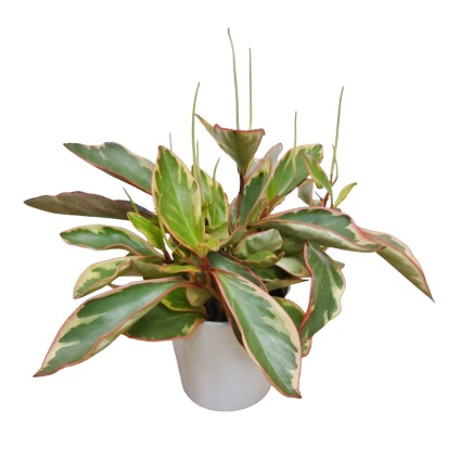 Flowering Peperomia Plants