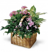 Flowering Plant Basket 