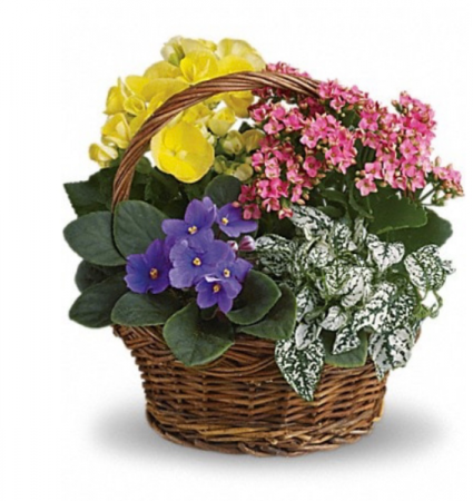 Flowering Plant Basket Plants