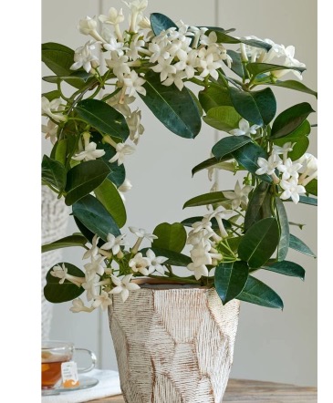 Flowering Stephanotis Plant  in West Haven, UT | Posh Petal Floral