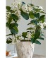 Flowering Stephanotis Plant 