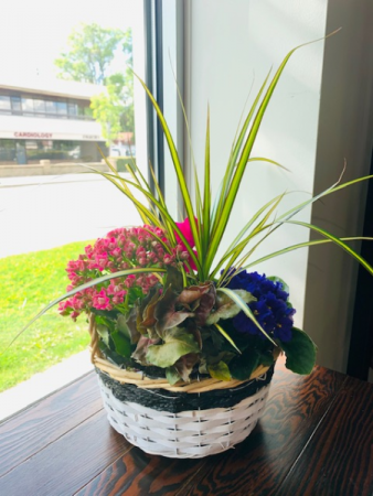 Flowering Tropical Basket  Plants