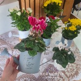 Flowering Watering Can Plant