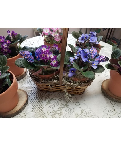 Flutter Bye Violet plant