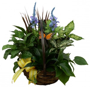 Foliage Basket House Plants