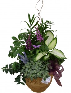 Foliage Planter House Plants