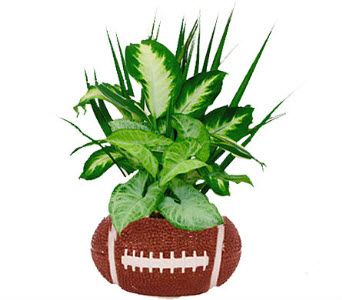 Football Planter Indoor Plants