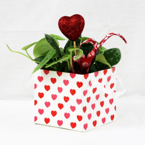 For the Love of Plants Valentine's Day