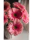 For you  Gerberas daisies in a fancy vase