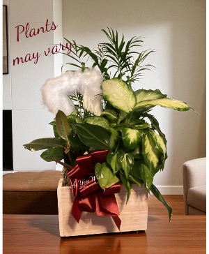 Forever an Angel  Plant combo with angel wings 