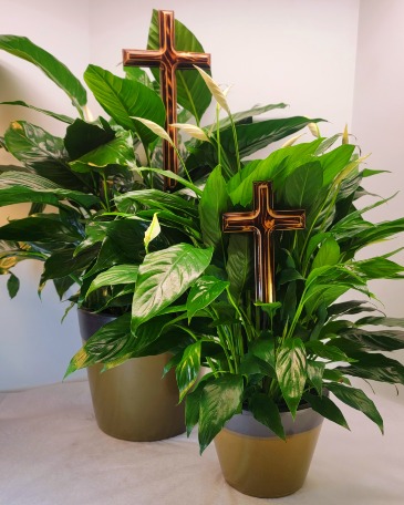 Forever Faithful Peace Lily Plant W/Hand Made Cross in Troy, MI | DELLA'S MAPLE LANE FLORIST Forever Faithful Peace Lily Plant W/Hand Made Cross in Troy, MI | DELLA'S MAPLE LANE FLORIST
