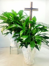 Forever Faithful Peace Lily Plant In Ceramic Angel Pot