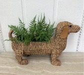 Forever Ferns in Dog Rattan Planter 