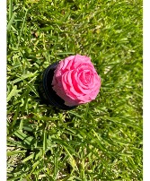 Forever Pink Rose Preserved Rose