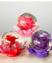 Forever Rose Globe Colors, Red, Lavender, Purple & Hot Pink  