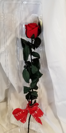 Forever Rose Valentine Special